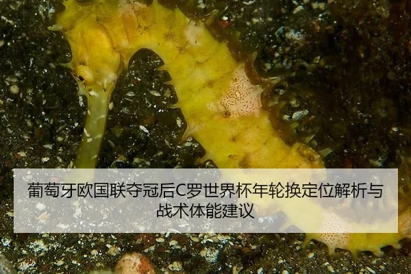 葡萄牙欧国联夺冠后C罗世界杯年轮换定位解析与战术体能建议